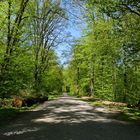 Frühling im Stadtwald...