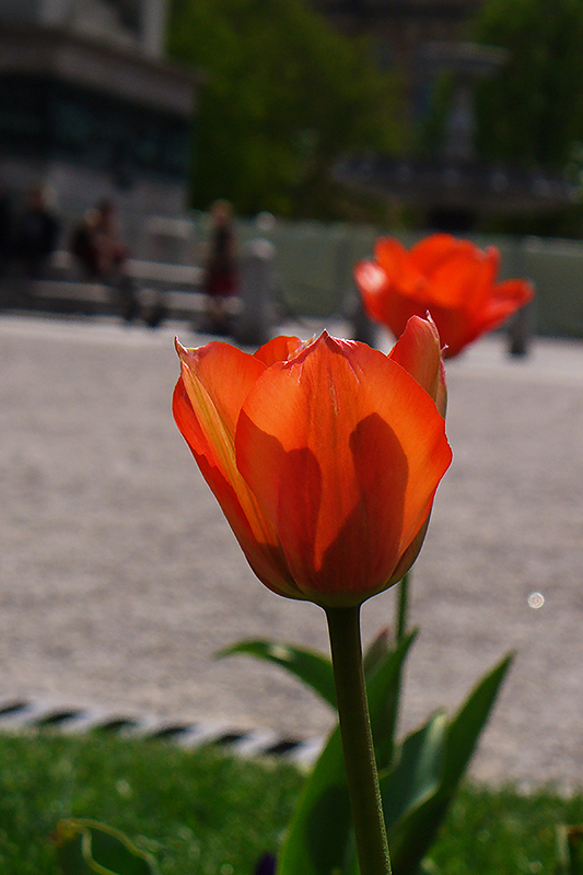 Frühling im Städtle