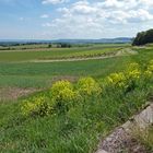 Frühling im Steigerwald