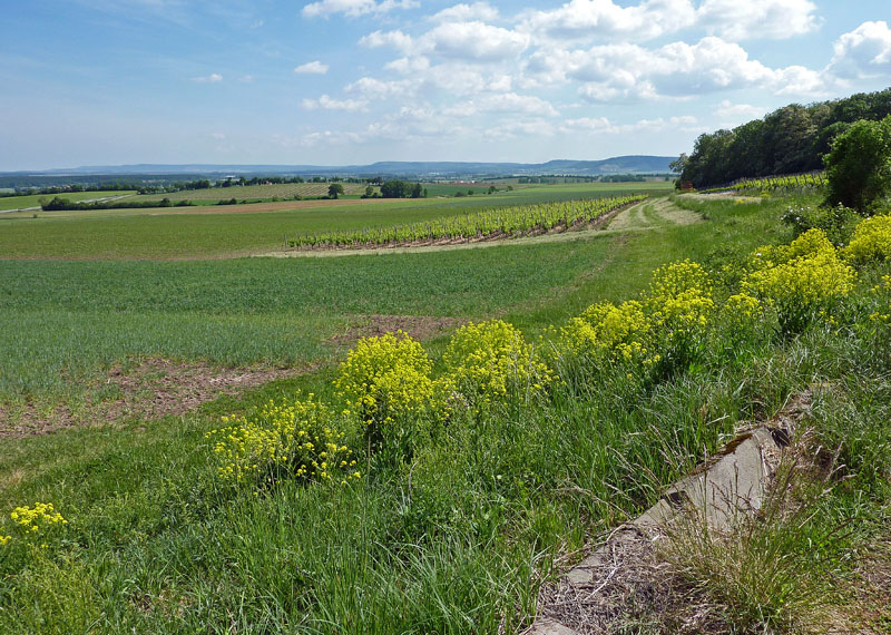 Frühling im Steigerwald