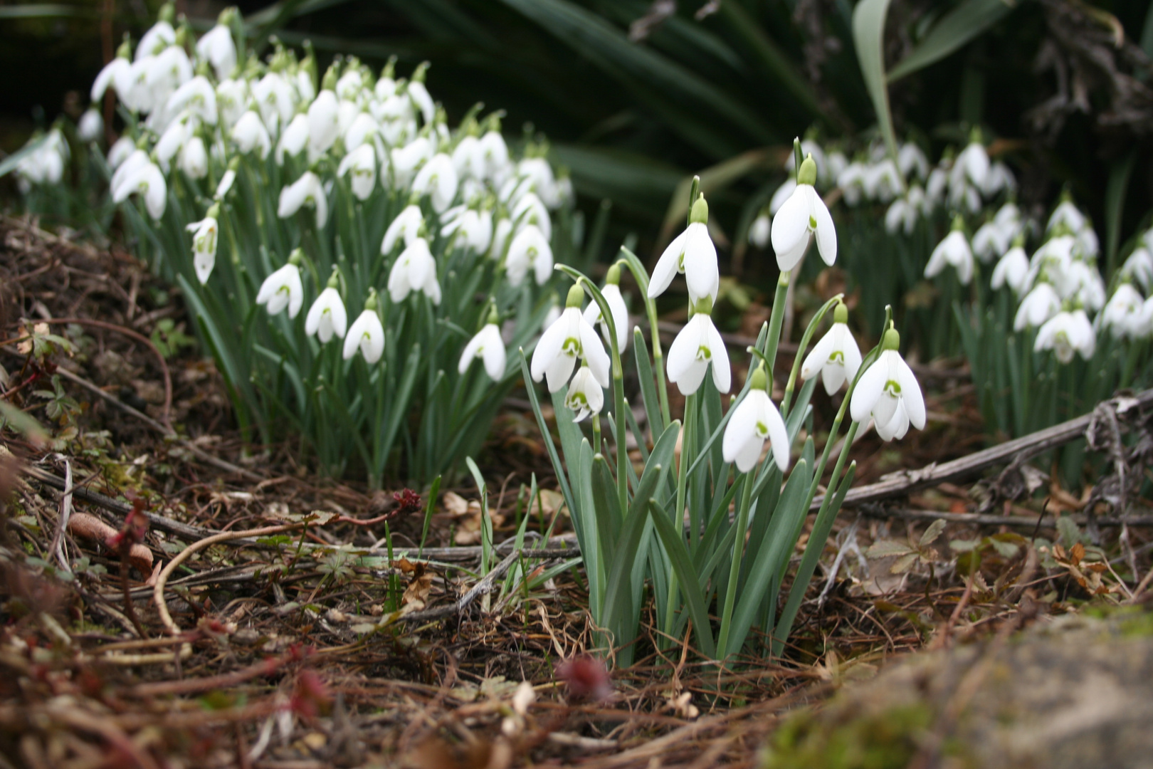 Frühling im Steingarten