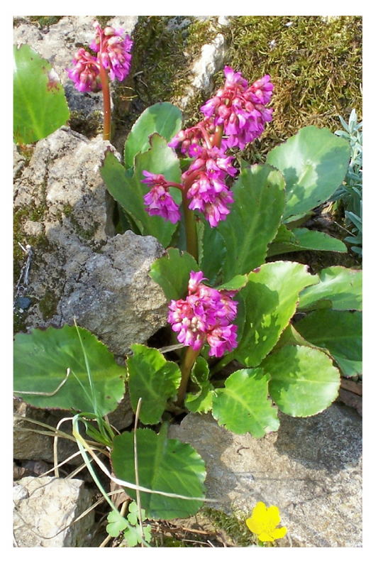 Frühling im Steingarten am Teich