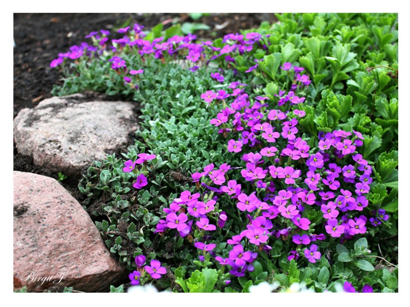 Frühling im Steingarten Nr.2