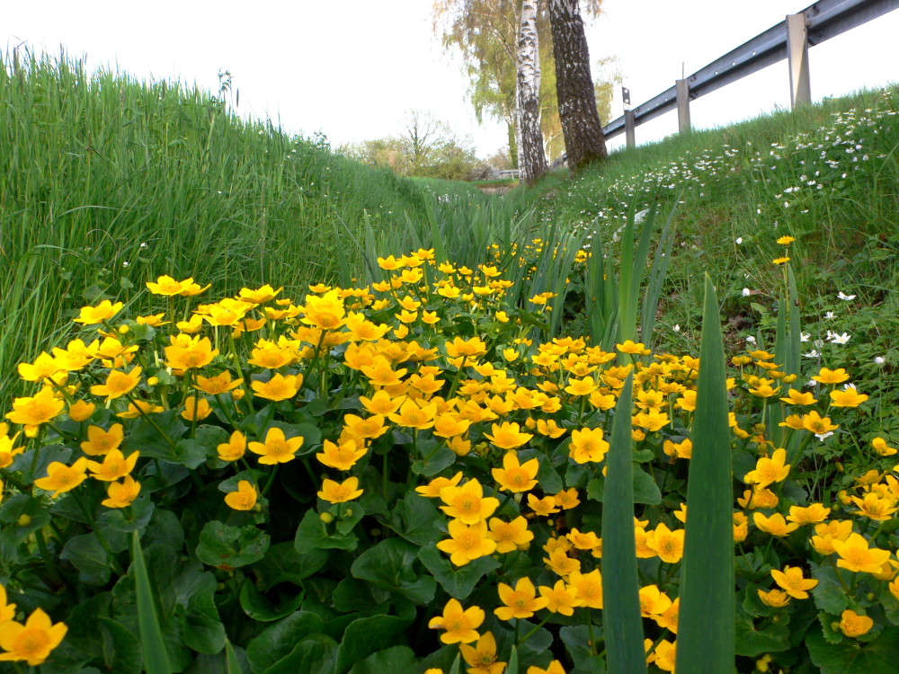 Frühling im Strassengraben