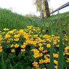 Frühling im Strassengraben