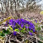 Frühling im Südharz - die ersten Farbtupfer