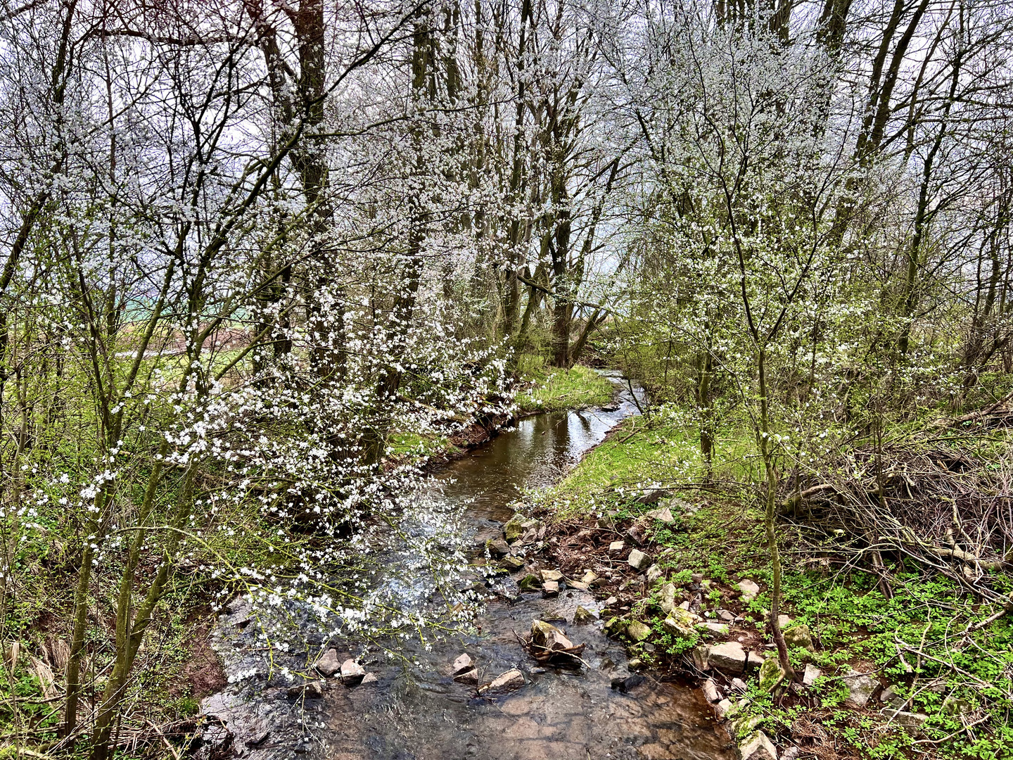 Frühling im Südharz - die ersten Farbtupfer