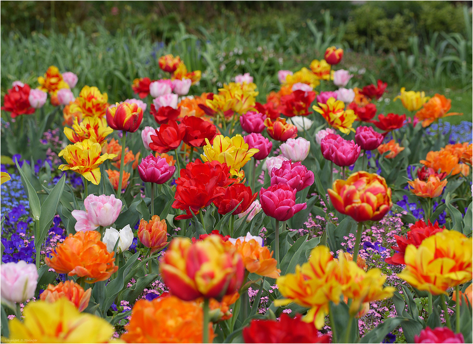 Frühling im Südpark (2)....