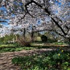 Frühling im Südpark