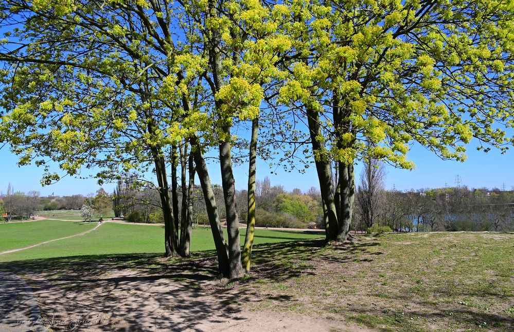 Frühling im Südpark