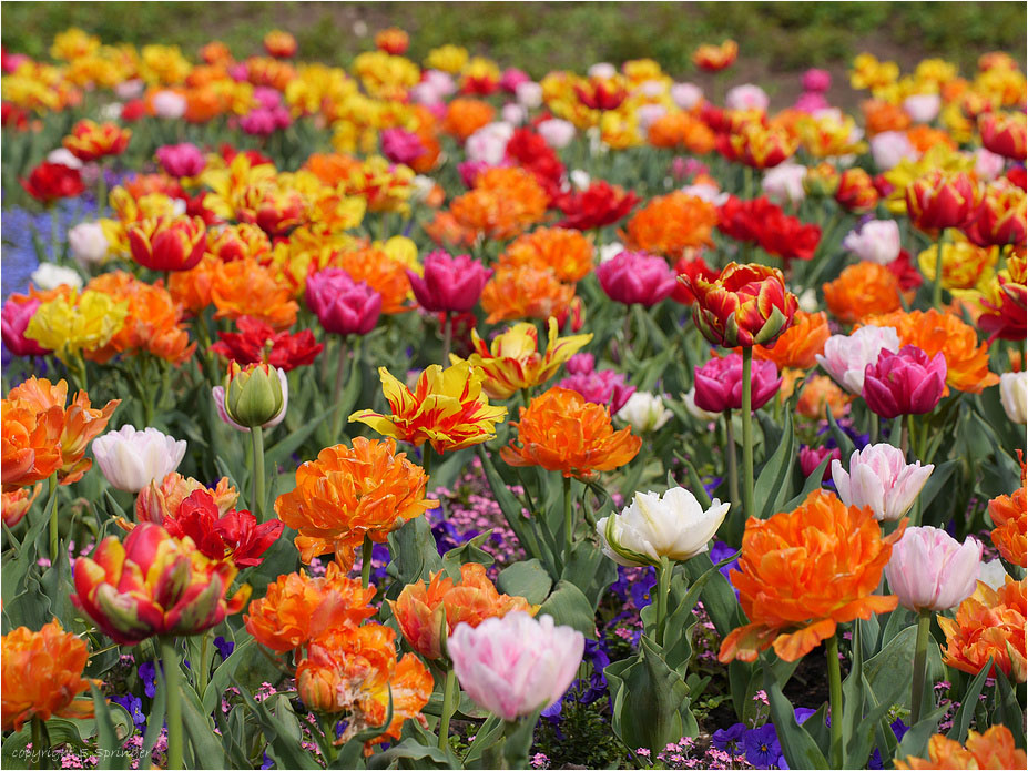 Frühling im Südpark....