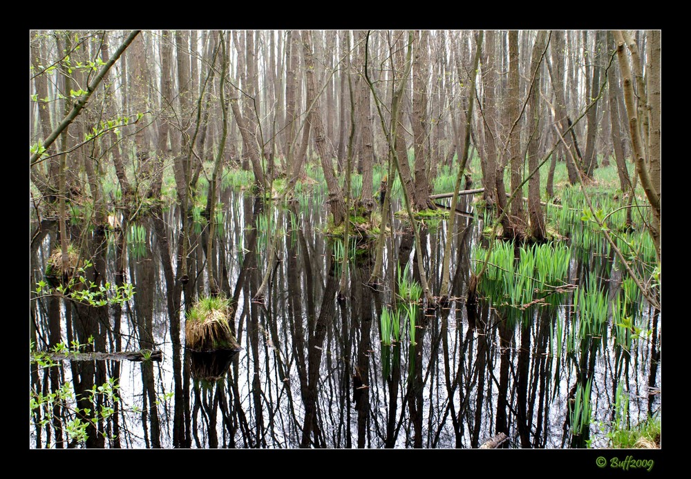 Frühling im Sumpf