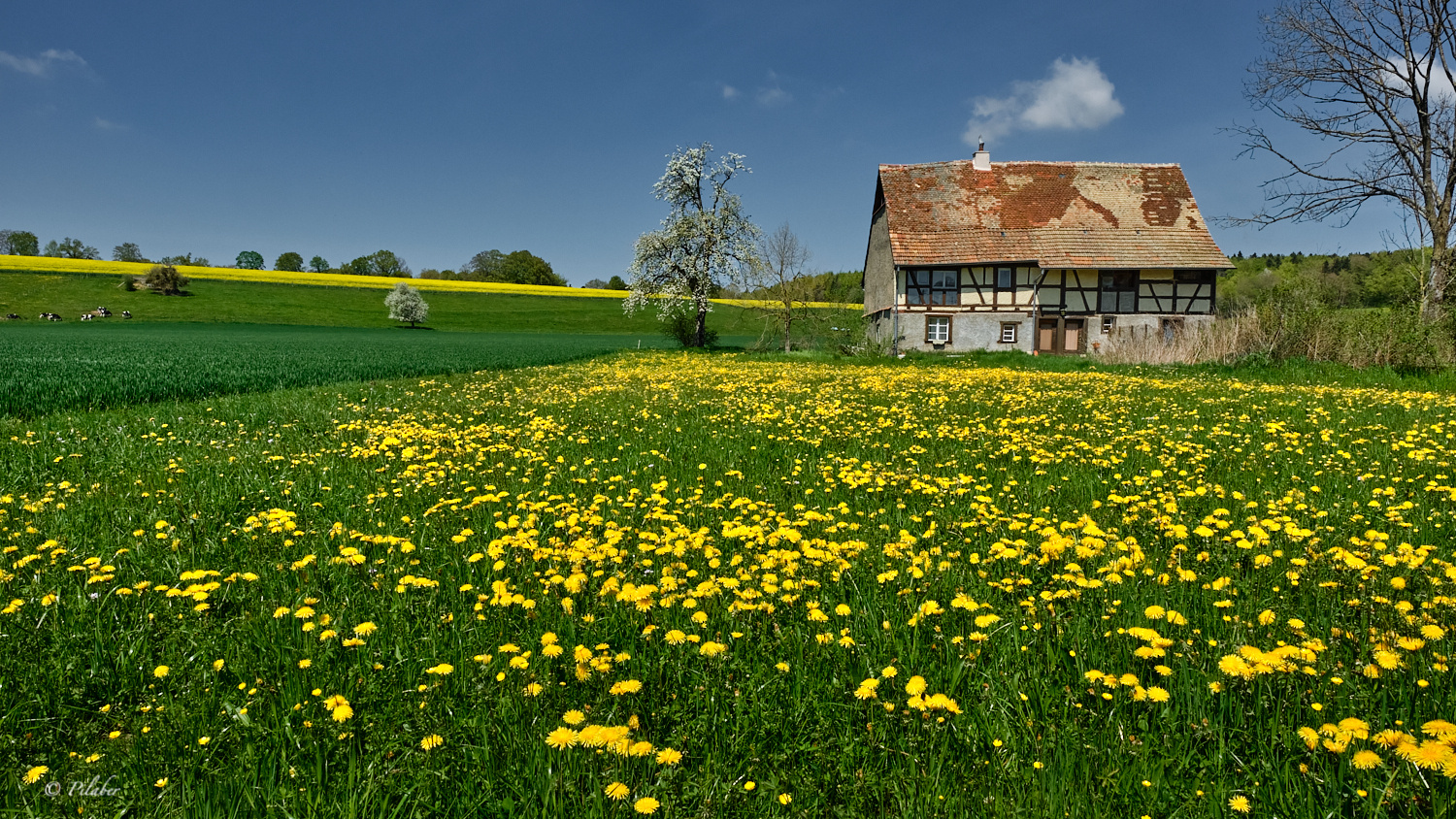 Frühling im Sundgau