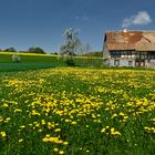 Frühling im Sundgau