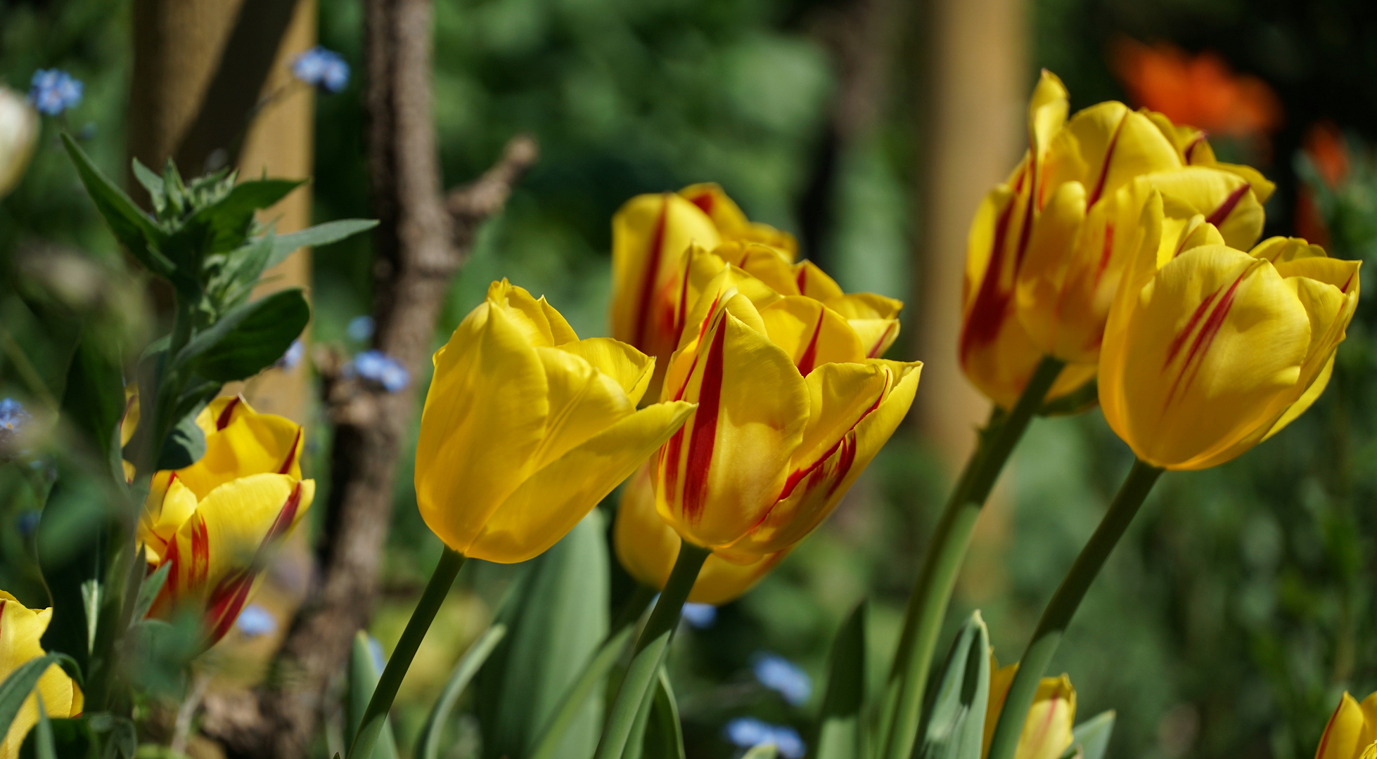 Frühling im Tal