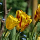 Frühling im Tal