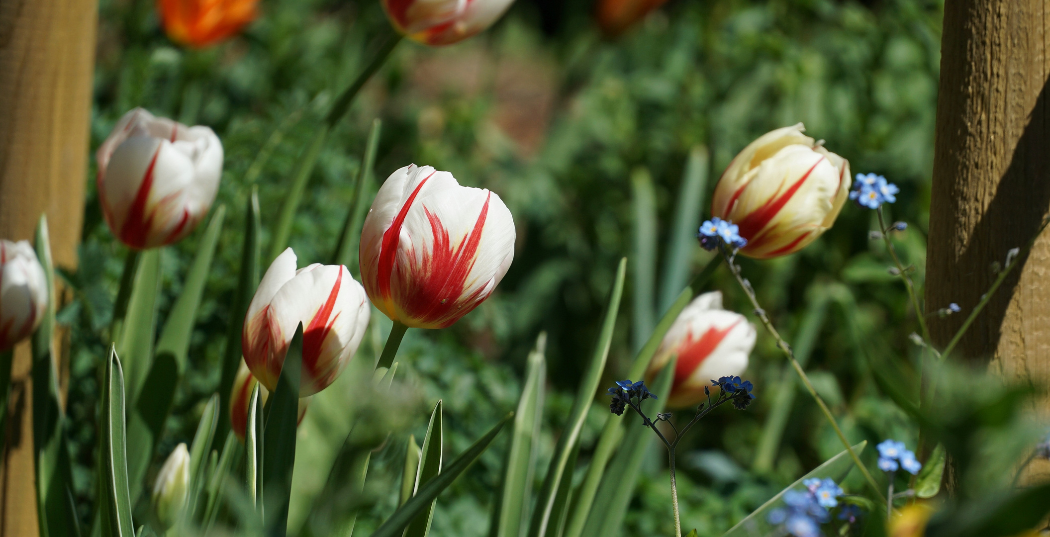 Frühling im Tal