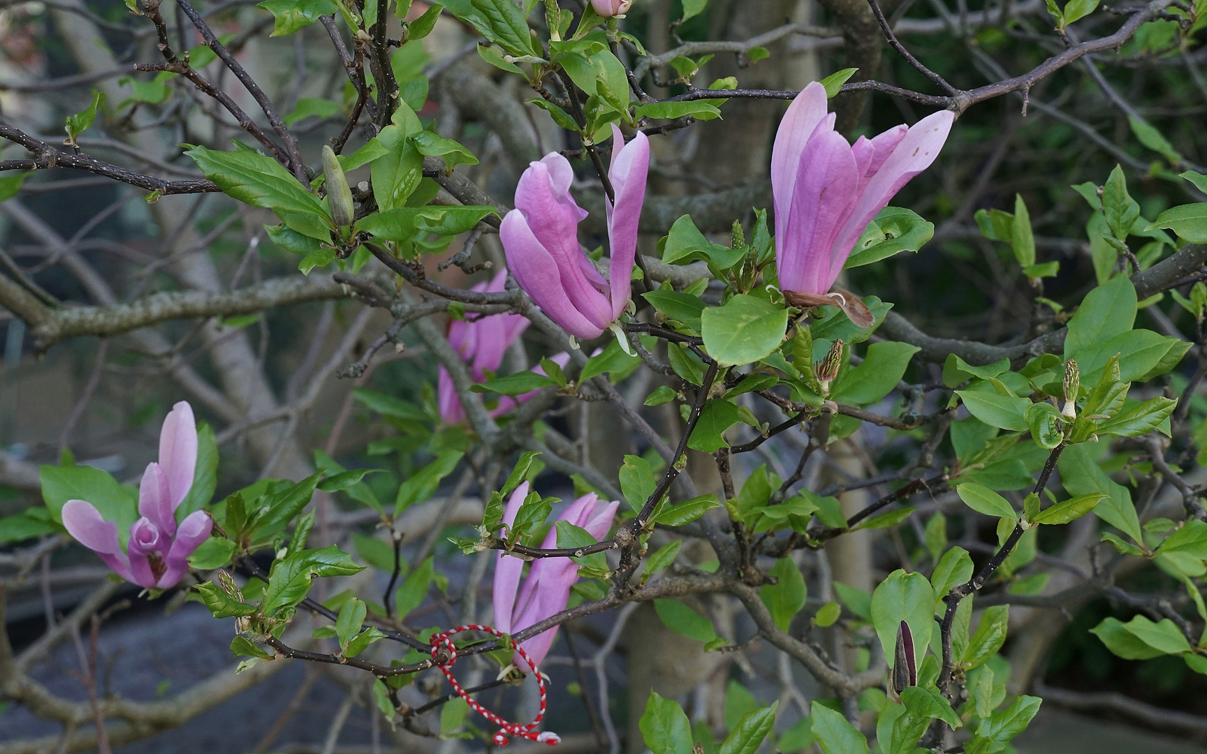 Frühling im Tal