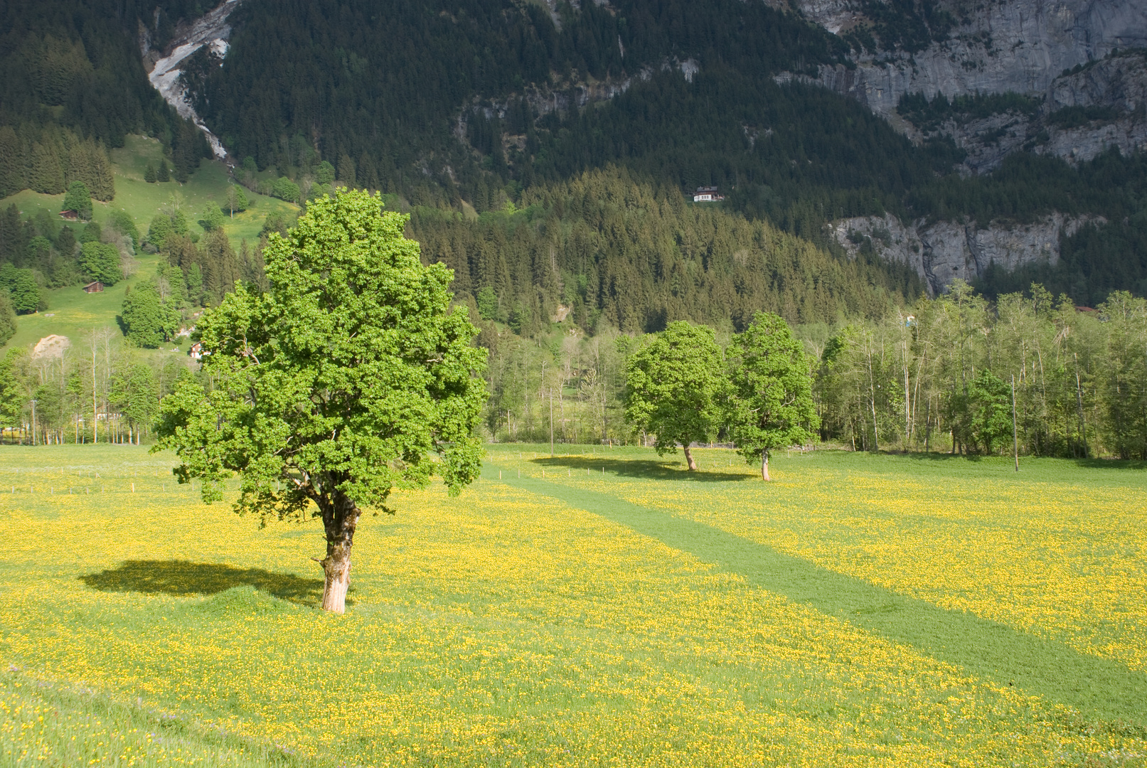 Frühling im Tal