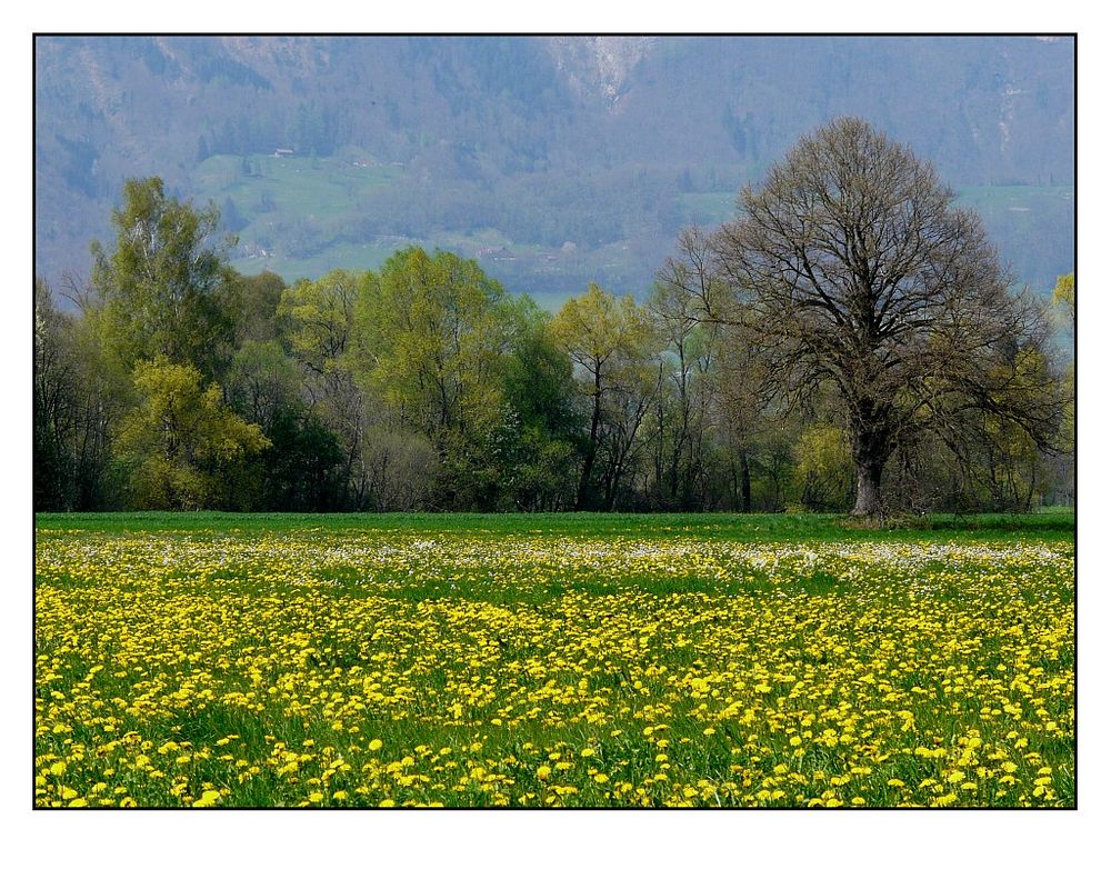 Frühling im Tal