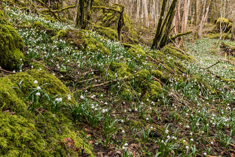 *Frühling im Tal der Märzbecher*