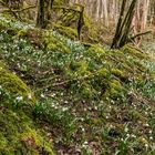 *Frühling im Tal der Märzbecher*