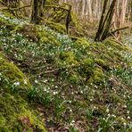 *Frühling im Tal der Märzbecher*