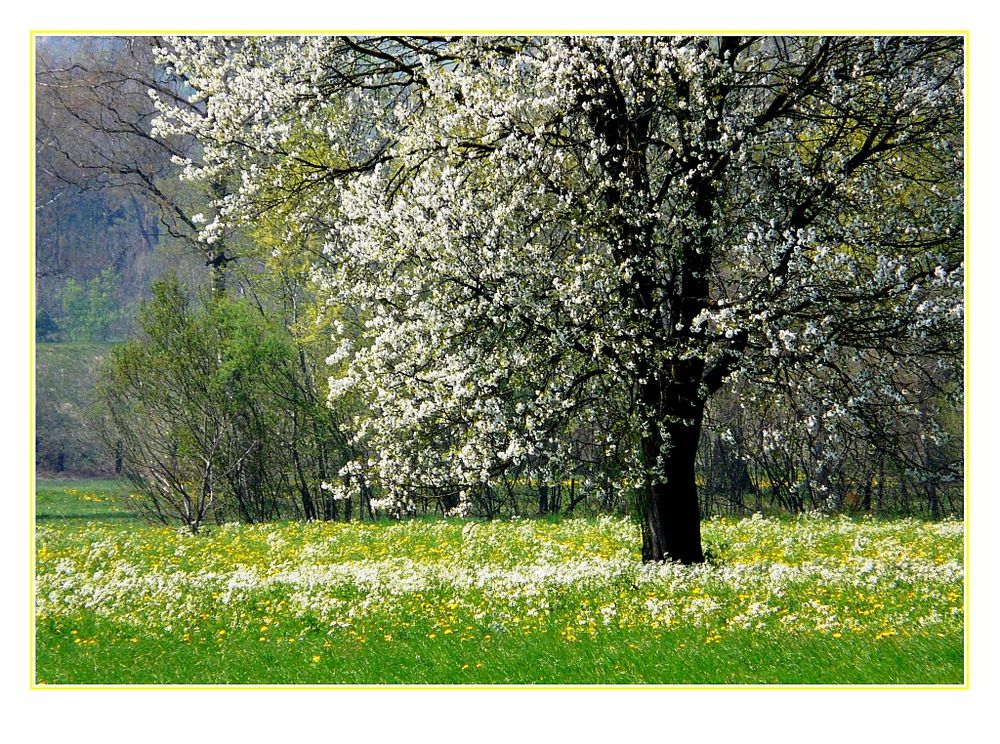 Frühling im Tal II