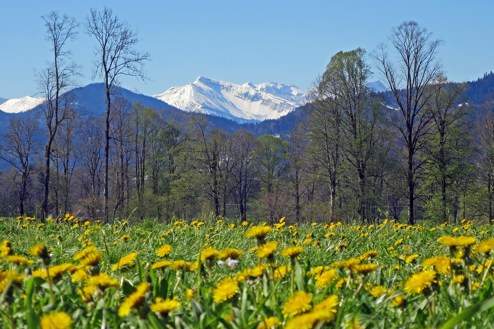 Frühling im Tal vor den noch verschneiten Bergen