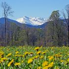 Frühling im Tal vor den noch verschneiten Bergen