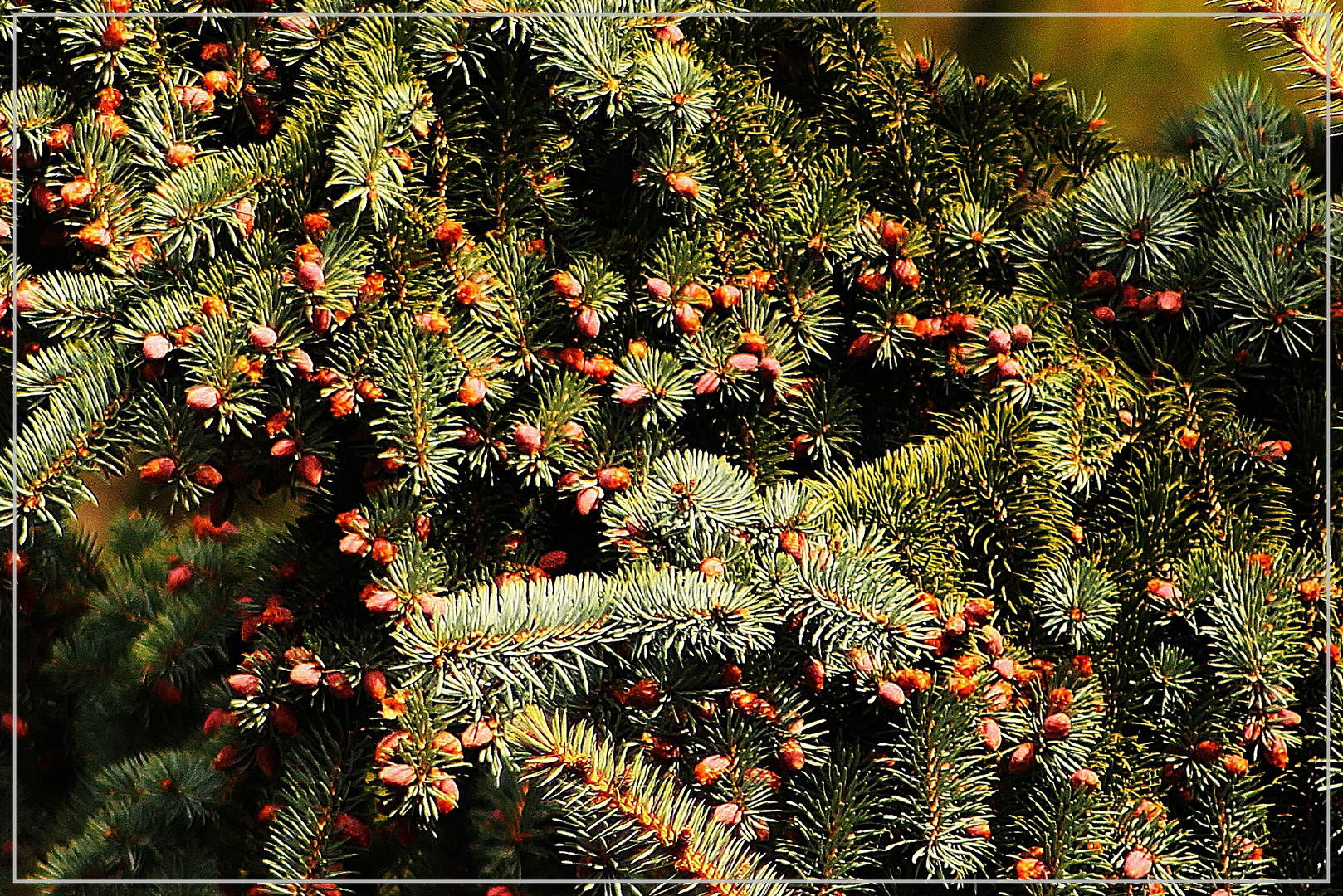 Frühling im Tannenwald