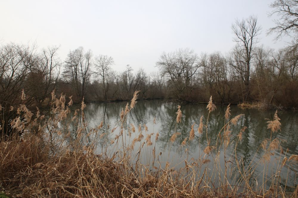 Frühling im Taubergießen 2014 - 2