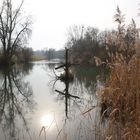 Frühling im Taubergießen 2014 - 5