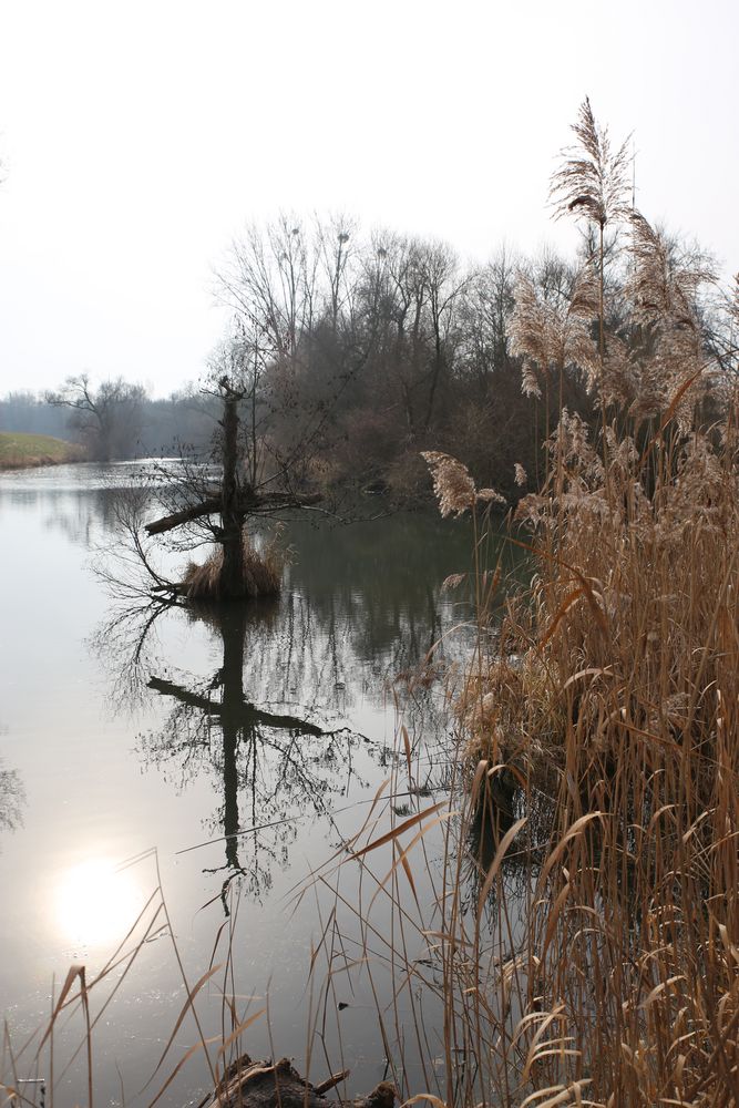 Frühling im Taubergiesßn 2014 - 4