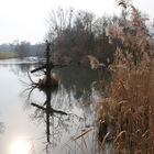 Frühling im Taubergiesßn 2014 - 4