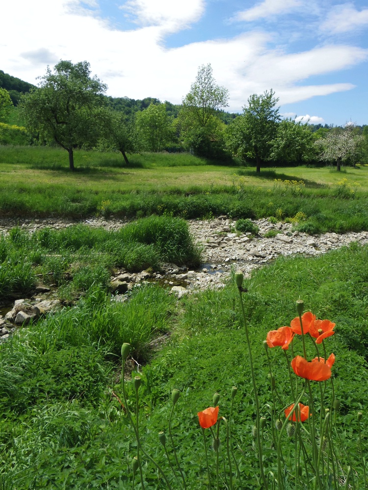 Frühling im Taubertal