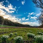 FRÜHLING im TAUBERTAL