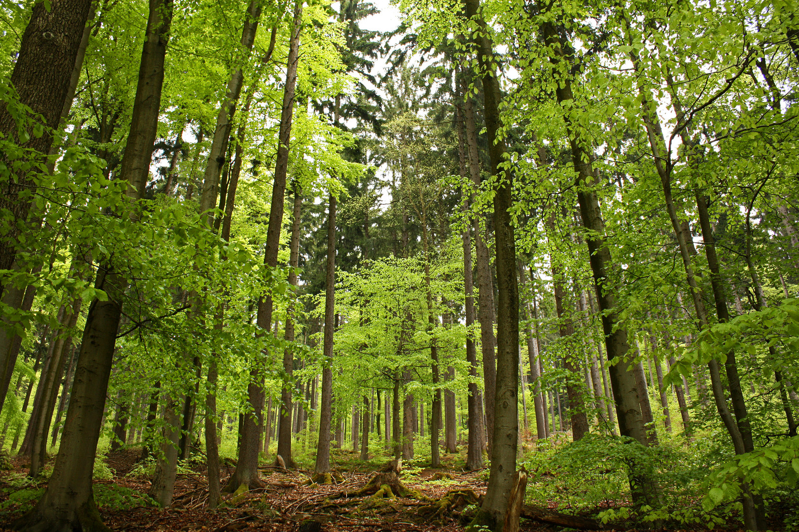 Frühling im Taunus