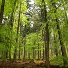 Frühling im Taunus