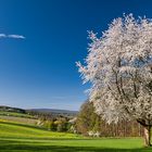 Frühling im Taunus