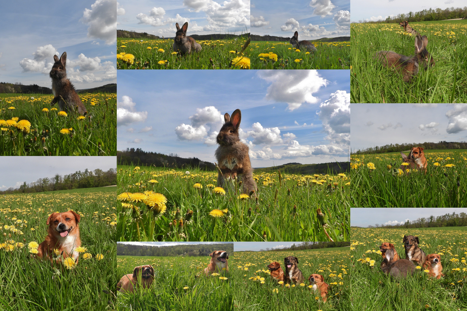 Frühling im Taunus