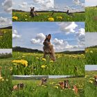 Frühling im Taunus