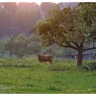 Frühling im Taunus I