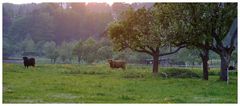 Frühling im Taunus I