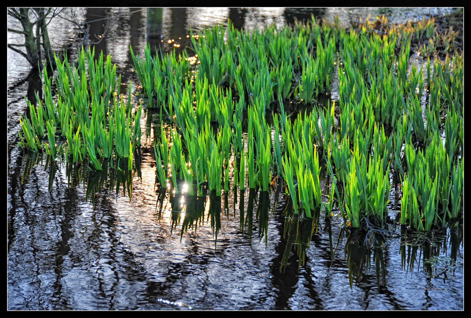Frühling im Teich