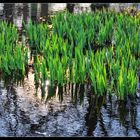 Frühling im Teich