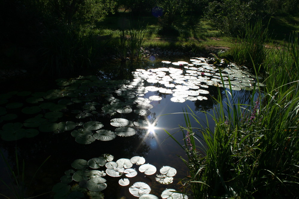 Frühling im Teich