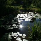 Frühling im Teich