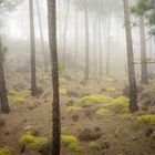 Frühling im Teide nationalpark, Teneriffa