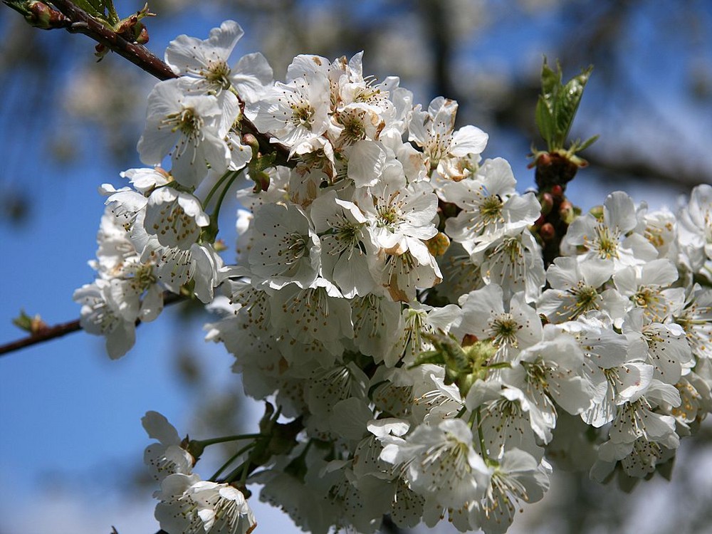 Frühling im Tessin